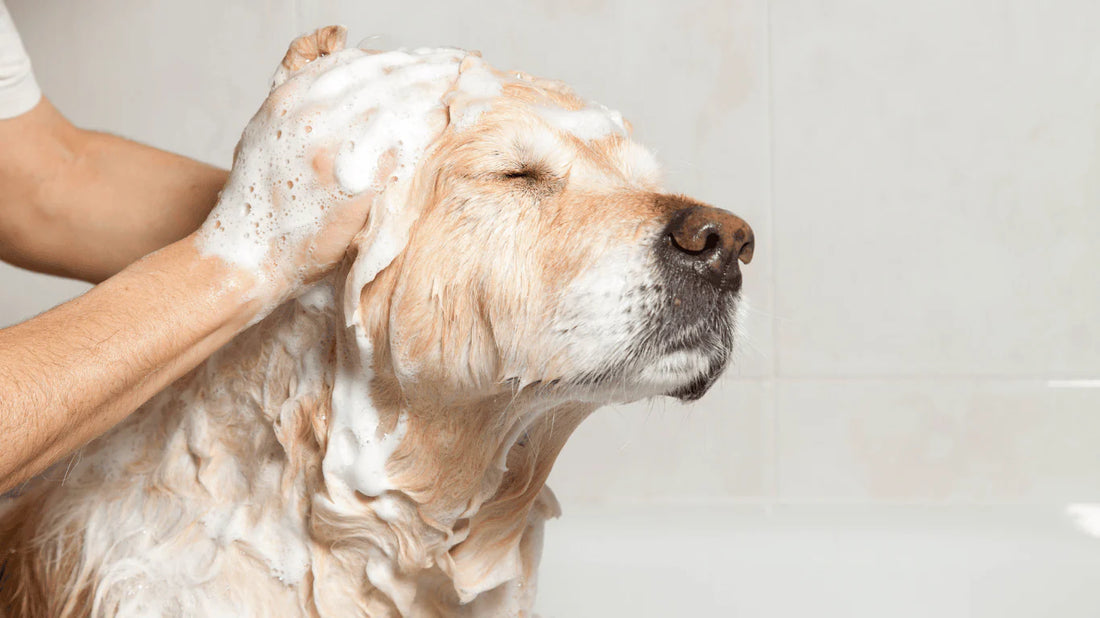 Cómo reducir la caída de pelo en perros y gatos