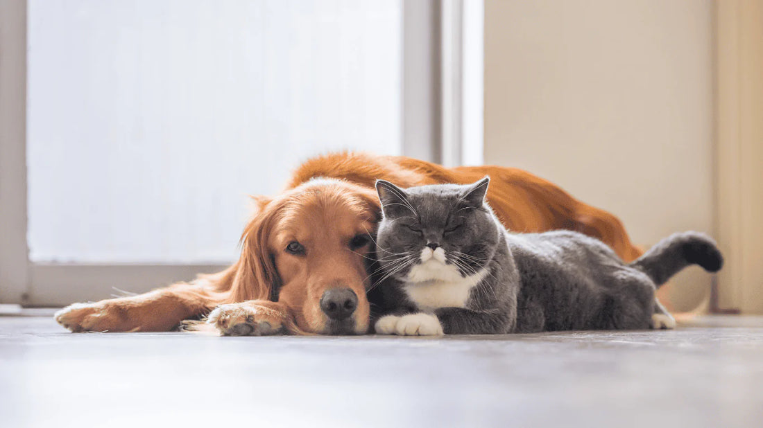 Cómo crear un ambiente libre de estrés para tu mascota en casa