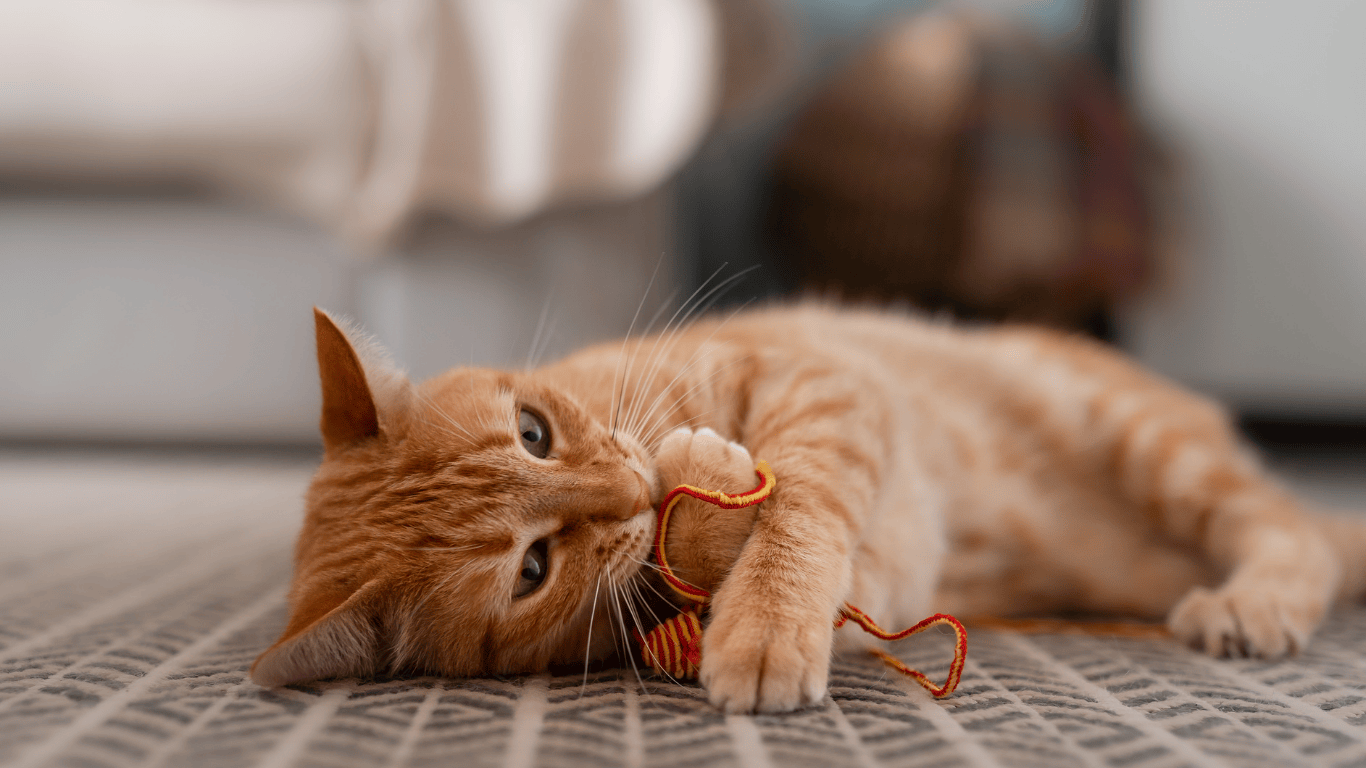 El juego en gatos: más que diversión, una necesidad